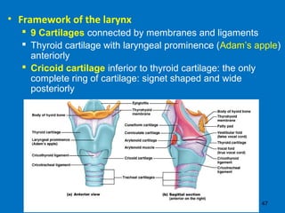 47
• Framework of the larynx
 9 Cartilages connected by membranes and ligaments
 Thyroid cartilage with laryngeal prominence (Adam’s apple)
anteriorly
 Cricoid cartilage inferior to thyroid cartilage: the only
complete ring of cartilage: signet shaped and wide
posteriorly
 