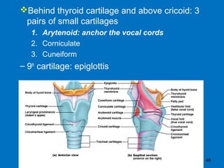 48
Behind thyroid cartilage and above cricoid: 3
pairs of small cartilages
1. Arytenoid: anchor the vocal cords
2. Corniculate
3. Cuneiform
– 9th
cartilage: epiglottis
 