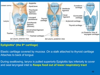 49
Epliglottis* (the 9th
cartilage)
Elastic cartilage covered by mucosa .On a stalk attached to thyroid cartilage
Attaches to back of tongue
During swallowing, larynx is pulled superiorly Epiglottis tips inferiorly to cover
and seal laryngeal inlet to Keeps food out of lower respiratory tract
 