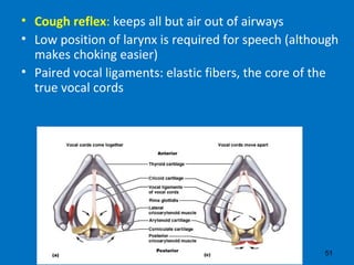 51
• Cough reflex: keeps all but air out of airways
• Low position of larynx is required for speech (although
makes choking easier)
• Paired vocal ligaments: elastic fibers, the core of the
true vocal cords
 