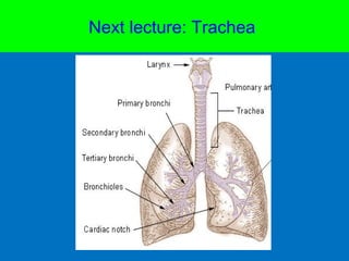 Next lecture: Trachea
 