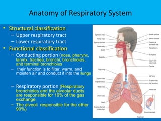 Anatomy of Respiratory System
• Structural classificationStructural classification
– Upper respiratory tract
– Lower respiratory tract
• Functional classificationFunctional classification
– Conducting portion (nose, pharynx,
larynx, trachea, bronchi, bronchioles,
and terminal bronchioles
– their function is to filter, warm, and
moisten air and conduct it into the lungs
– Respiratory portion (Respiratory
bronchioles and the alveolar ducts
are responsible for 10% of the gas
exchange.
– The alveoli responsible for the other
90%)
 