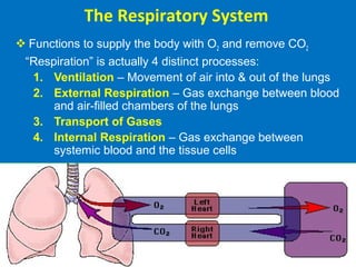 The Respiratory System
 Functions to supply the body with O2 and remove CO2
“Respiration” is actually 4 distinct processes:
1. Ventilation – Movement of air into & out of the lungs
2. External Respiration – Gas exchange between blood
and air-filled chambers of the lungs
3. Transport of Gases
4. Internal Respiration – Gas exchange between
systemic blood and the tissue cells
 
