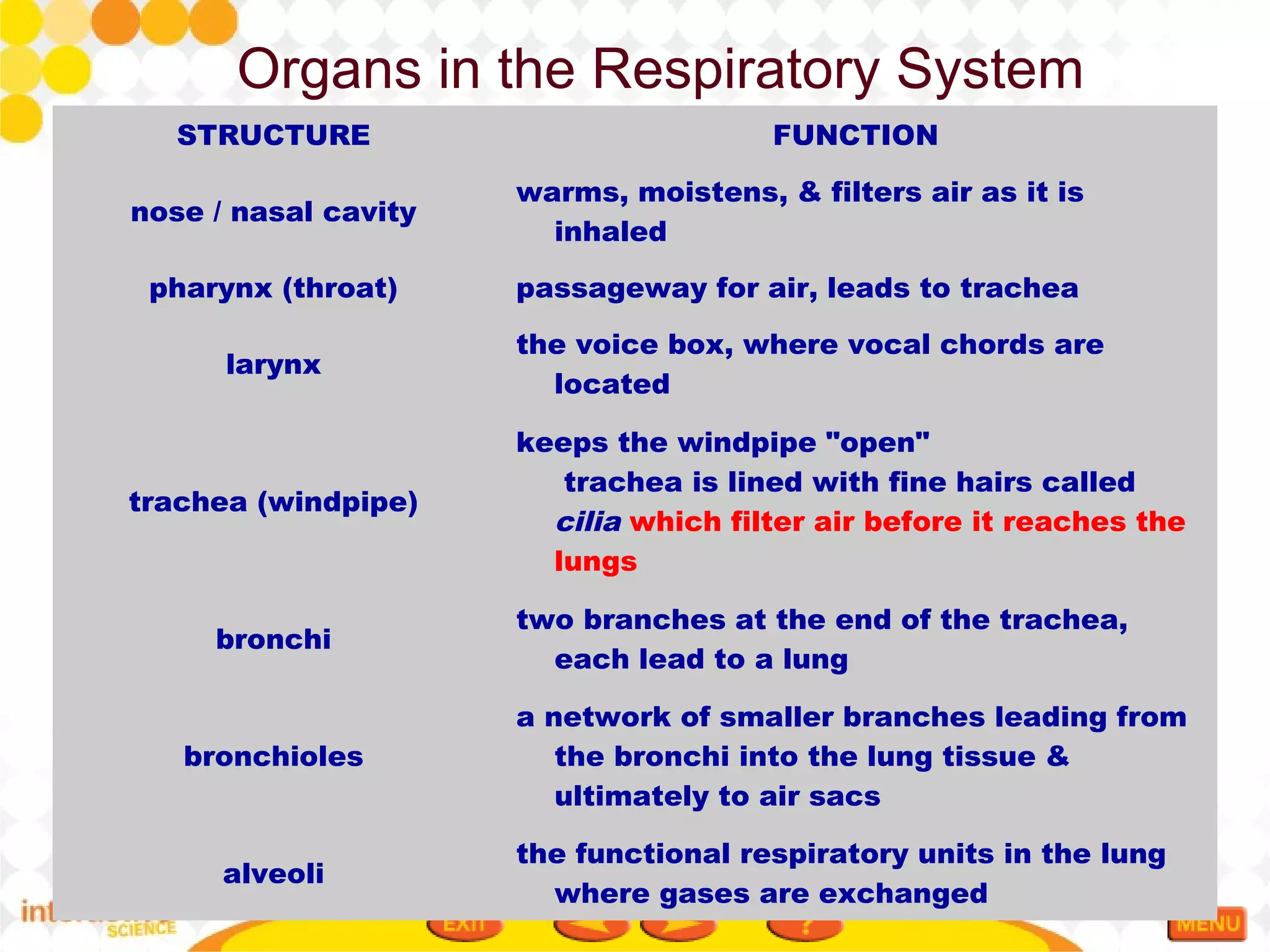 Basic Respiratory Unit Respiratory system | PPT