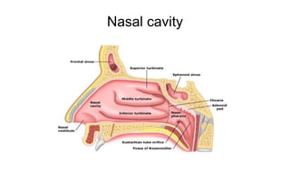 Nasal cavity
 