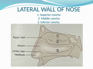 LATERAL WALL OF NOSE
1. Superior concha
2. Middle concha
3. Inferior concha
 