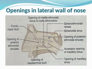 Openings in lateral wall of nose
 
