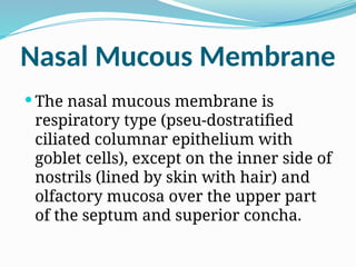 Nasal Mucous Membrane
 The nasal mucous membrane is
respiratory type (pseu-dostratified
ciliated columnar epithelium with
goblet cells), except on the inner side of
nostrils (lined by skin with hair) and
olfactory mucosa over the upper part
of the septum and superior concha.
 