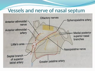 Vessels and nerve of nasal septum
 