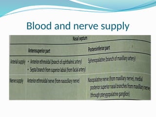 Blood and nerve supply
 
