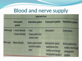 Blood and nerve supply
 