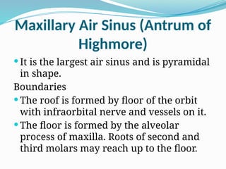 Maxillary Air Sinus (Antrum of
Highmore)
 It is the largest air sinus and is pyramidal
in shape.
Boundaries
 The roof is formed by floor of the orbit
with infraorbital nerve and vessels on it.
 The floor is formed by the alveolar
process of maxilla. Roots of second and
third molars may reach up to the floor.
 
