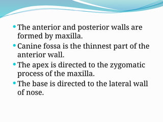  The anterior and posterior walls are
formed by maxilla.
 Canine fossa is the thinnest part of the
anterior wall.
 The apex is directed to the zygomatic
process of the maxilla.
 The base is directed to the lateral wall
of nose.
 