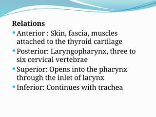 Relations
 Anterior : Skin, fascia, muscles
attached to the thyroid cartilage
 Posterior: Laryngopharynx, three to
six cervical vertebrae
 Superior: Opens into the pharynx
through the inlet of larynx
 Inferior: Continues with trachea
 