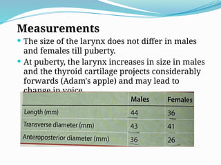 Measurements
 The size of the larynx does not differ in males
and females till puberty.
 At puberty, the larynx increases in size in males
and the thyroid cartilage projects considerably
forwards (Adam's apple) and may lead to
change in voice.
 