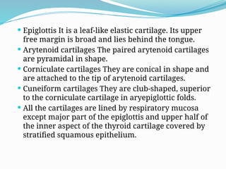  Epiglottis It is a leaf-like elastic cartilage. Its upper
free margin is broad and lies behind the tongue.
 Arytenoid cartilages The paired arytenoid cartilages
are pyramidal in shape.
 Corniculate cartilages They are conical in shape and
are attached to the tip of arytenoid cartilages.
 Cuneiform cartilages They are club-shaped, superior
to the corniculate cartilage in aryepiglottic folds.
 All the cartilages are lined by respiratory mucosa
except major part of the epiglottis and upper half of
the inner aspect of the thyroid cartilage covered by
stratified squamous epithelium.
 
