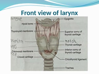 Front view of larynx
 