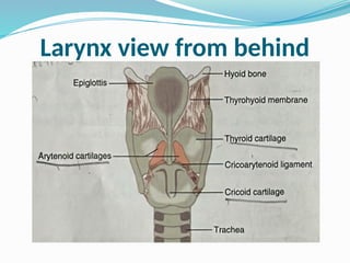Larynx view from behind
 