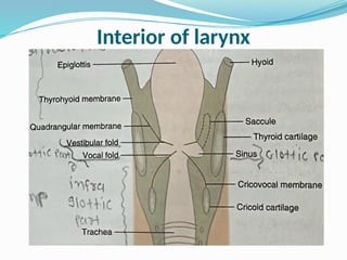 Interior of larynx
 