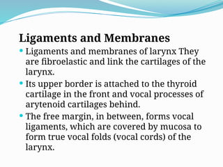 Ligaments and Membranes
 Ligaments and membranes of larynx They
are fibroelastic and link the cartilages of the
larynx.
 Its upper border is attached to the thyroid
cartilage in the front and vocal processes of
arytenoid cartilages behind.
 The free margin, in between, forms vocal
ligaments, which are covered by mucosa to
form true vocal folds (vocal cords) of the
larynx.
 