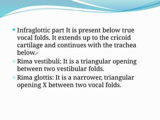  Infraglottic part It is present below true
vocal folds. It extends up to the cricoid
cartilage and continues with the trachea
below.-
o Rima vestibuli: It is a triangular opening
between two vestibular folds.
o Rima glottis: It is a narrower, triangular
opening X between two vocal folds.
 