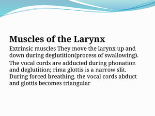 Muscles of the Larynx
Extrinsic muscles They move the larynx up and
down during deglutition(process of swallowing).
The vocal cords are adducted during phonation
and deglutition; rima glottis is a narrow slit.
During forced breathing, the vocal cords abduct
and glottis becomes triangular
 