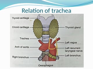 Relation of trachea
 