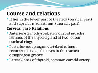 Course and relations
 It lies in the lower part of the neck (cervical part)
and superior mediastinum (thoracic part).
Cervical part- Relations
 Anterior-sternothyroid, sternohyoid muscles,
isthmus of the thyroid gland at two to four
tracheal rings
 Posterior-oesophagus, vertebral column,
recurrent laryngeal nerves in the tracheo-
oesophageal groove
 Lateral-lobes of thyroid, common carotid artery
 