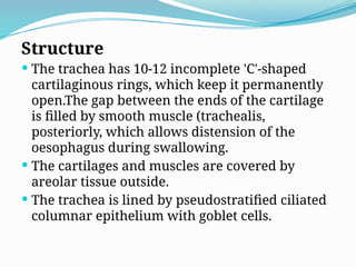 Structure
 The trachea has 10-12 incomplete 'C'-shaped
cartilaginous rings, which keep it permanently
open.The gap between the ends of the cartilage
is filled by smooth muscle (trachealis,
posteriorly, which allows distension of the
oesophagus during swallowing.
 The cartilages and muscles are covered by
areolar tissue outside.
 The trachea is lined by pseudostratified ciliated
columnar epithelium with goblet cells.
 