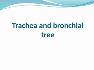 Trachea and bronchial
tree
 