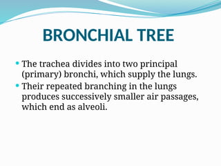 BRONCHIAL TREE
 The trachea divides into two principal
(primary) bronchi, which supply the lungs.
 Their repeated branching in the lungs
produces successively smaller air passages,
which end as alveoli.
 