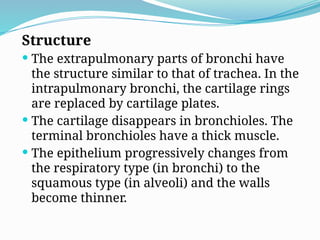 Structure
 The extrapulmonary parts of bronchi have
the structure similar to that of trachea. In the
intrapulmonary bronchi, the cartilage rings
are replaced by cartilage plates.
 The cartilage disappears in bronchioles. The
terminal bronchioles have a thick muscle.
 The epithelium progressively changes from
the respiratory type (in bronchi) to the
squamous type (in alveoli) and the walls
become thinner.
 