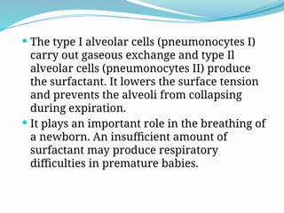 The type I alveolar cells (pneumonocytes I)
carry out gaseous exchange and type Il
alveolar cells (pneumonocytes II) produce
the surfactant. It lowers the surface tension
and prevents the alveoli from collapsing
during expiration.
 It plays an important role in the breathing of
a newborn. An insufficient amount of
surfactant may produce respiratory
difficulties in premature babies.
 