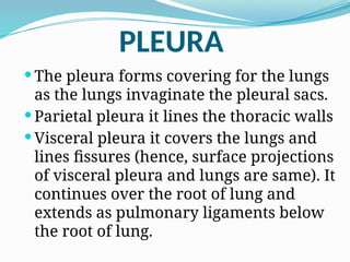 PLEURA
 The pleura forms covering for the lungs
as the lungs invaginate the pleural sacs.
 Parietal pleura it lines the thoracic walls
 Visceral pleura it covers the lungs and
lines fissures (hence, surface projections
of visceral pleura and lungs are same). It
continues over the root of lung and
extends as pulmonary ligaments below
the root of lung.
 