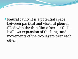  Pleural cavity It is a potential space
between parietal and visceral pleurae
filled with the thin film of serous fluid.
It allows expansion of the lungs and
movements of the two layers over each
other.
 