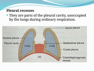 Pleural recesses
 They are parts of the pleural cavity, unoccupied
by the lungs during ordinary respiration.
 