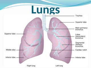 Lungs
 