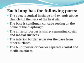 Each lung has the following parts:
 The apex is conical in shape and extends above
clavicle till the neck of the first rib.
 The base is semilunar, concave resting on the
dome of the diaphragm.
 The anterior border is sharp, separating costal
and medial surfaces.
 The inferior border separates the base from
other surfaces.
 The blunt posterior border separates costal and
medial surfaces.
 