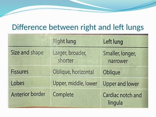 Difference between right and left lungs
 