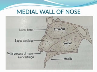 MEDIAL WALL OF NOSE
 
