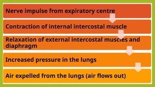 respiratory-system-1-pptx-anatomy-bsc-nursing-1st-semester-pptx
