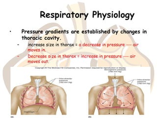 Presentation of Human respiratory system (01) | PPTX