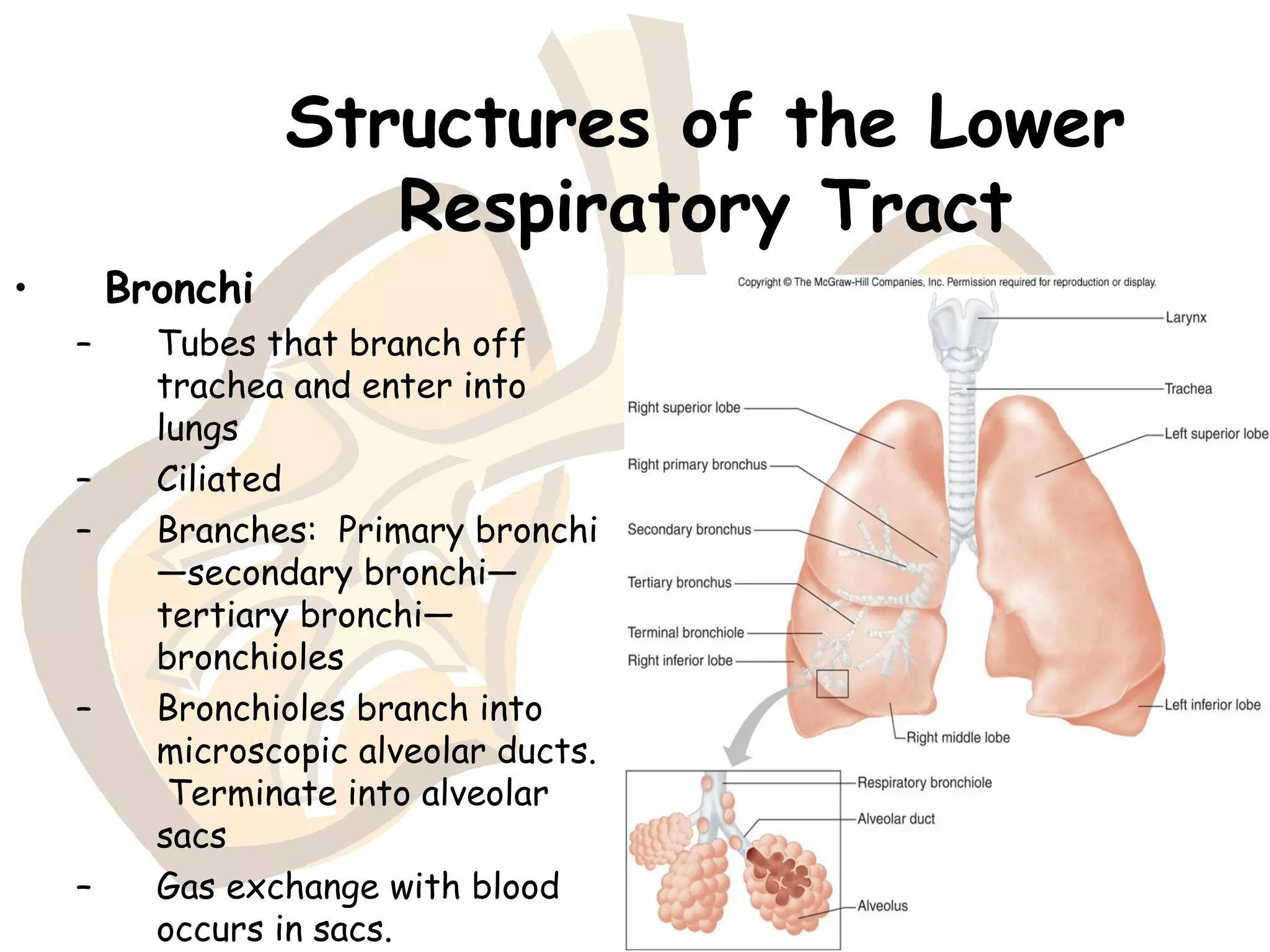 The Respiratory system | PPT