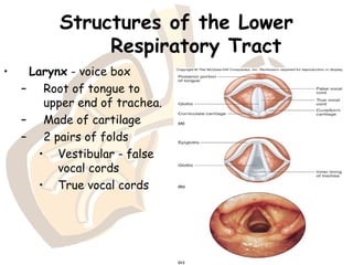 Structures of the Lower
Respiratory Tract
• Larynx - voice box
– Root of tongue to
upper end of trachea.
– Made of cartilage
– 2 pairs of folds
• Vestibular - false
vocal cords
• True vocal cords
 