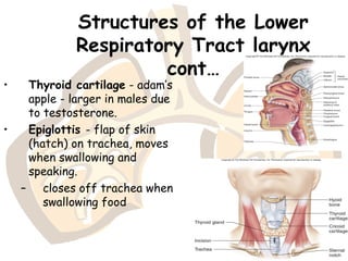 Structures of the Lower
Respiratory Tract larynx
cont…
• Thyroid cartilage - adam’s
apple - larger in males due
to testosterone.
• Epiglottis - flap of skin
(hatch) on trachea, moves
when swallowing and
speaking.
– closes off trachea when
swallowing food
 