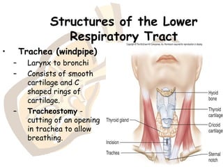 Structures of the Lower
Respiratory Tract
• Trachea (windpipe)
– Larynx to bronchi
– Consists of smooth
cartilage and C
shaped rings of
cartilage.
– Tracheostomy -
cutting of an opening
in trachea to allow
breathing.
 