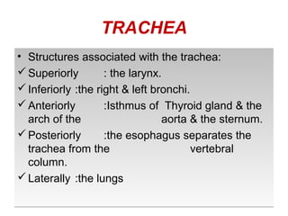 TRACHEA
• Structures associated with the trachea:
Superiorly : the larynx.
Inferiorly :the right & left bronchi.
Anteriorly :Isthmus of Thyroid gland & the
arch of the aorta & the sternum.
Posteriorly :the esophagus separates the
trachea from the vertebral
column.
Laterally :the lungs
• Structures associated with the trachea:
Superiorly : the larynx.
Inferiorly :the right & left bronchi.
Anteriorly :Isthmus of Thyroid gland & the
arch of the aorta & the sternum.
Posteriorly :the esophagus separates the
trachea from the vertebral
column.
Laterally :the lungs
 