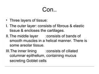 Con..
• Three layers of tissue:
I. The outer layer: consists of fibrous & elastic
tissue & encloses the cartilages.
II.The middle layer :consists of bands of
smooth muscles in a helical manner. There is
some areolar tissue.
III.The inner lining :consists of ciliated
columnar epithelium, containing mucus
secreting Goblet cells.
• Three layers of tissue:
I. The outer layer: consists of fibrous & elastic
tissue & encloses the cartilages.
II.The middle layer :consists of bands of
smooth muscles in a helical manner. There is
some areolar tissue.
III.The inner lining :consists of ciliated
columnar epithelium, containing mucus
secreting Goblet cells.
 