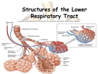 Structures of the Lower
Respiratory Tract
 