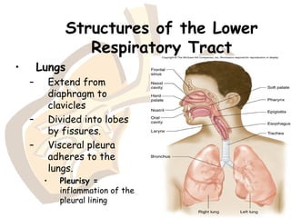 Structures of the Lower
Respiratory Tract
• Lungs
– Extend from
diaphragm to
clavicles
– Divided into lobes
by fissures.
– Visceral pleura
adheres to the
lungs.
• Pleurisy =
inflammation of the
pleural lining
 